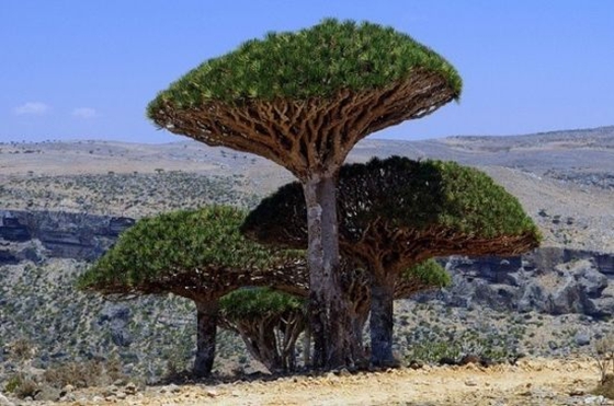 世界上最古老的树是什么,树龄最长的树有多少年
