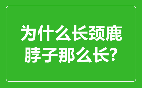 为什么长颈鹿的脖子那么长,长颈鹿脖子最长几米