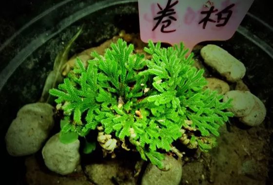 卷柏为什么有九死还魂的本领