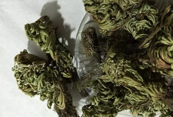 卷柏为什么有九死还魂的本领