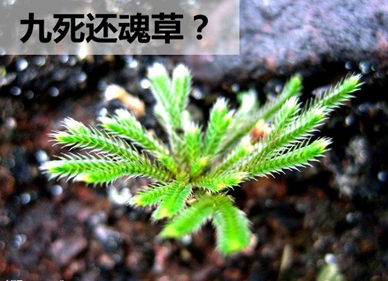 卷柏为什么有九死还魂的本领